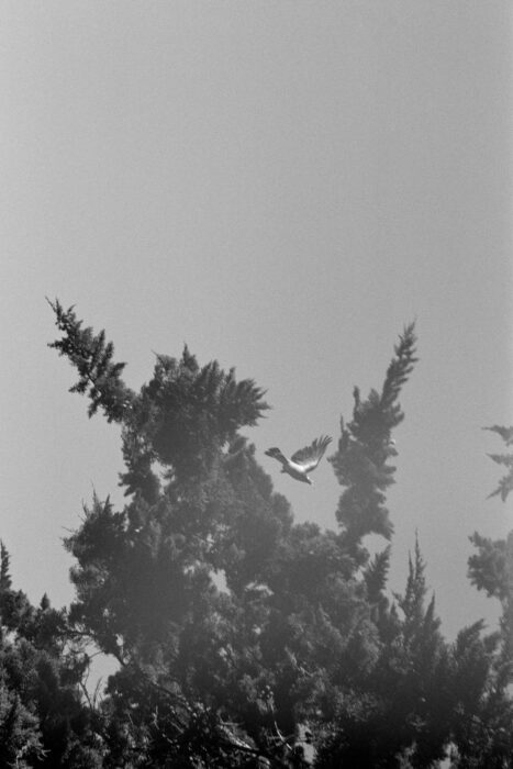 bird at the Atlantic coast in Cabourg with young Proust